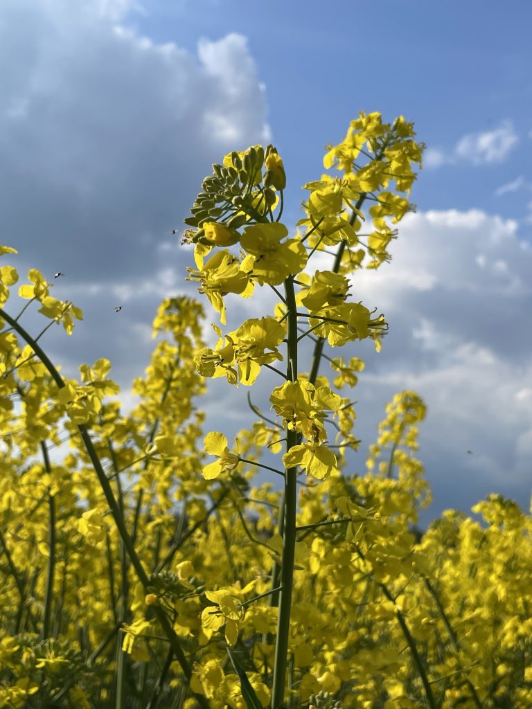 Das aktuelle Bild hat keinen Alternativtext. Der Dateiname ist: IMG_2915-scaled.jpeg