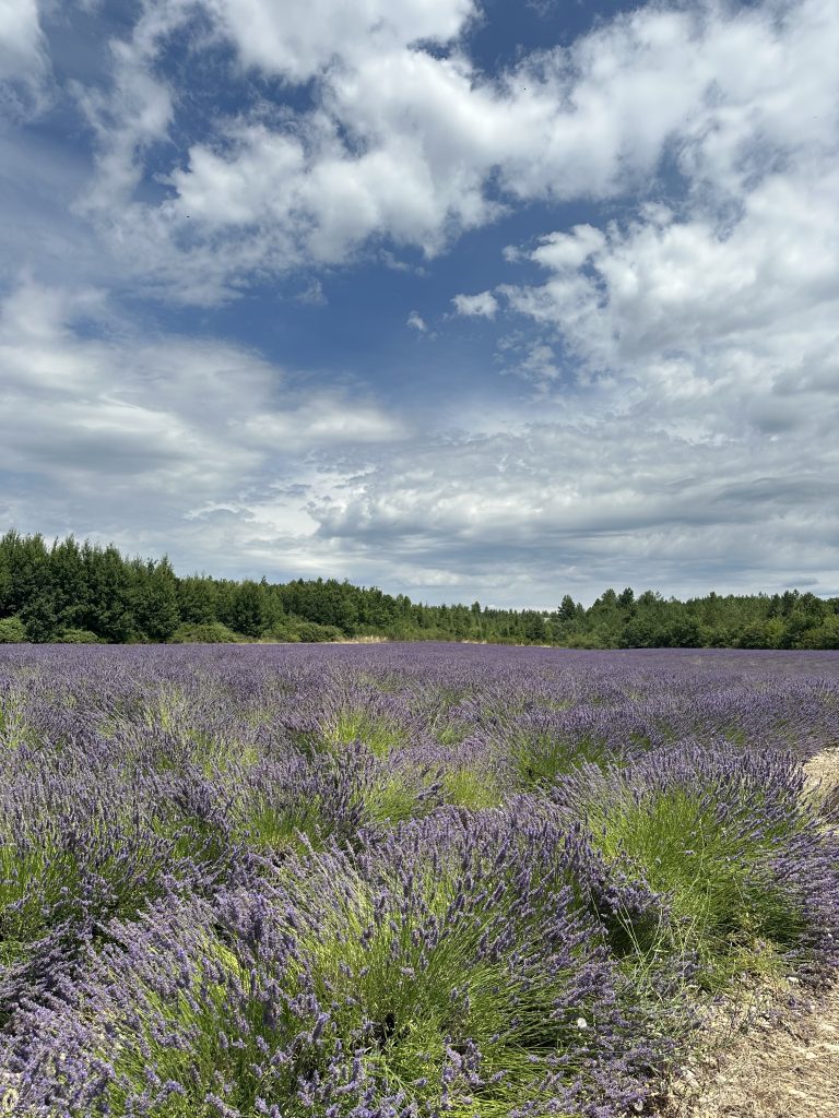 Das aktuelle Bild hat keinen Alternativtext. Der Dateiname ist: IMG_3328-scaled.jpeg