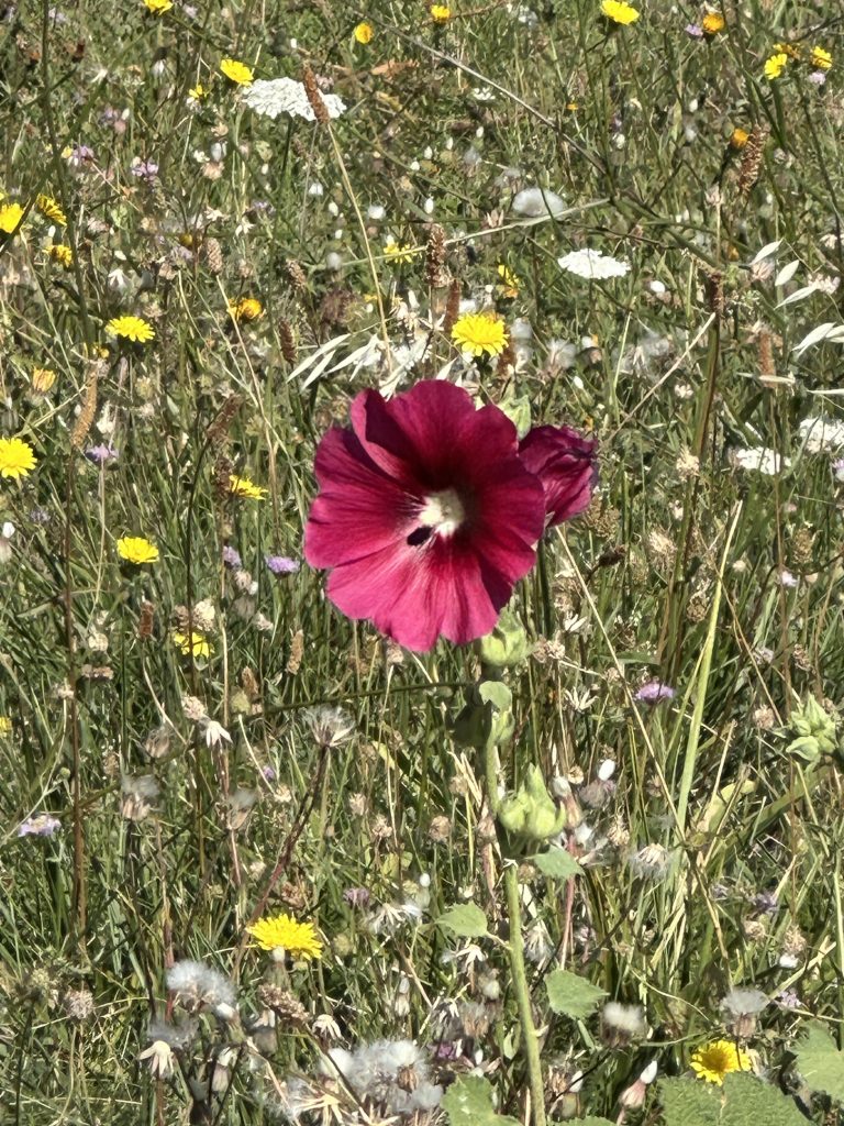 Das aktuelle Bild hat keinen Alternativtext. Der Dateiname ist: IMG_3985-scaled.jpeg